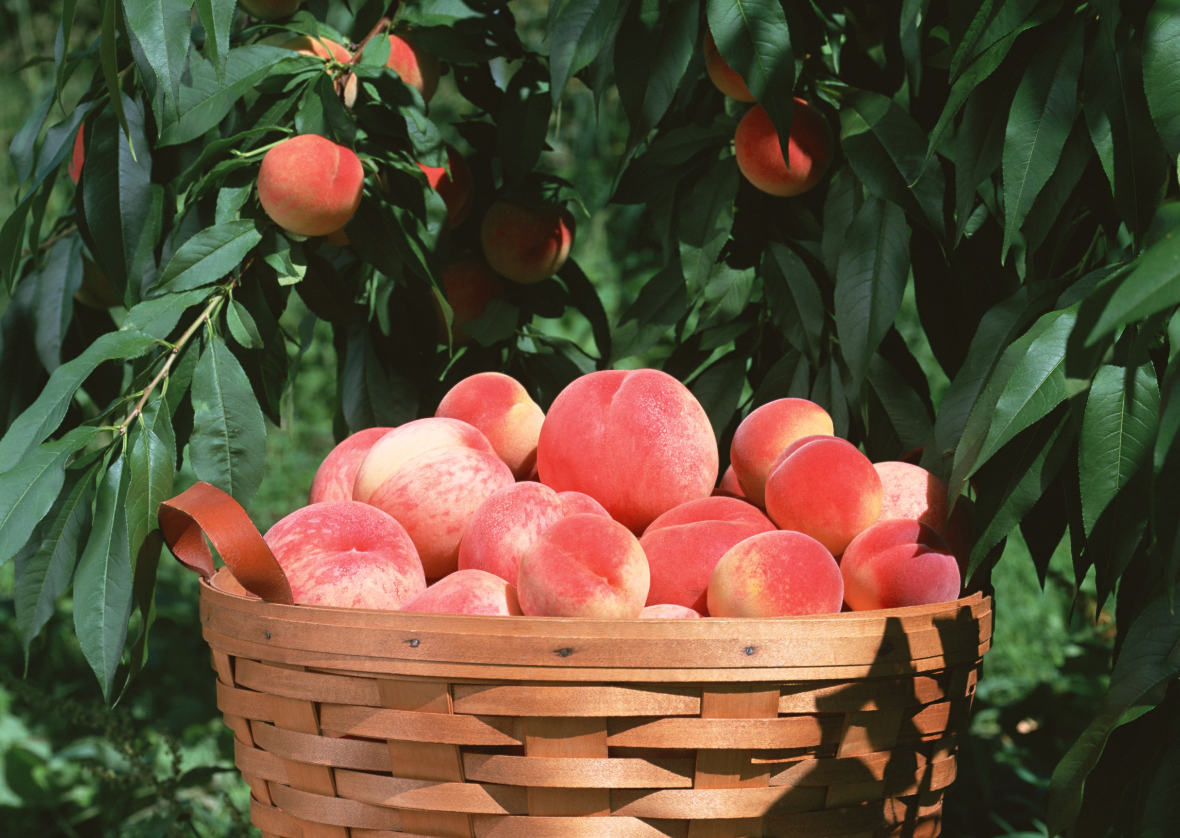 8月に入り、本格的な暑さになってきましたね☀️この季節になると、桃を使った可愛いらしいデザートをよく目にします！桃はジューシーで、皮をむく前からふわっと甘い香りが広がりますね！私も桃は大好きです?桃といえば、桃の節句や昔話の桃太郎など…桃のつく言葉は色々とありますね。桃の原産は中国といわれ、日本でも弥生時代から身近に食べられる果物だったようです。中国には、桃を食べた仙人が不老不死となった説話から「仙果」とも呼ばれ、花や葉、枝にも邪気を払う効果があると考えられてきました。今でも中国では、祝いの席に「桃まんじゅう」が並びます。風水でも、桃・橘・柘榴は「三柑の実」と呼ばれ、幸運を呼ぶ果物とされているそうです！桃の節句も桃太郎も、邪気を払うという意味から、桃にあやかっているようです。なんと桃は全国で100以上の品種が栽培されています。桃には大きく分けて３つの種類があり、甘みの強い「白桃系」、果肉がしっかりとした「白凰系」、果肉が黄色く主に缶詰などに使われる「黄桃系」に分けられます。桃の収穫時期は早生、中生、晩生の3つに分けられ、早生のものは5月頃から晩生のものは9月頃まで収穫することができます。白鳳系と白桃系の大きな違いは時期です。白凰系が先に出回り、約１ヵ月ずれて白桃系が出回ります。白桃系は木になっている時間が長い分、白鳳系に比ると大玉で甘味も強くなるのです！ここからは桃の栄養価について見ていきましょう♪桃は果物の中でも特に甘味が強いですよね！桃の主成分は果糖です。なんとこの果糖は砂糖の主成分であるスクロースの1.5倍の甘味があるのです。これが甘さの理由なんですね！果糖は単糖類なので、体内で代謝の過程を経ずにエネルギーとなり、即効性の疲労回復効果が期待できます。暑い夏にはぴったりですね！果糖の他にも、ビタミンCやビタミンE、ナイアシン、カリウム、ペクチンなどが豊富に含まれているのです。少し詳しく見ていきましょう♪桃に含まれるペクチンは水溶性食物繊維であるので、水分保持能力が強く、小腸での栄養素の消化吸収を抑えて遅らせます。ペクチンは、腸内の善玉菌を増やし腸内環境を整える働きや、腸のぜん動運動を促す働きがあり、便秘や下痢の改善に効果が期待できます。また、桃100gあたりに約180mgものカリウムが含まれており、果物の中でもカリウムが多いのが特徴です。カリウムには、体内の余分なナトリウムを排出する働きがあります。水分バランスを均衡に保つ働きがあり、高血圧やむくみを予防する効果があると言われています。さらに、ビタミンEには抗酸化作用があり、細胞の酸化を抑制する働きがあります。「若返りビタミン」とも呼ばれ、老化や生活習慣病の原因となる活性酸素を減らすと言われています。ビタミンEは自らが酸化すると効力を失ってしまいますが、ビタミンCはその効力を再び活性化させることができるので、ビタミンEとビタミンCを一緒に摂取することで、ビタミンの相乗効果により、抗酸化作用の更なる向上が期待できます！ナイアシンはビタミンB群の一つで、糖質や脂質、たんぱく質をエネルギーに変換するときに働きます。また、アルコールが腸で吸収された後、血液によって肝臓まで運ばれ分解されるときにアルコールを分解する酵素の補酵素として働くので、二日酔いを予防する効果が期待できます。飲み過ぎてしまった日にも良いですね！果物を食べる時に冷蔵庫で冷やしてから食べる方が多いと思います。なぜ冷やすのか考えたことはありますか？冷やすとひんやりとして美味しいですが、実は、冷やすことにより味にも変化が現れるのです！果物に含まれる果糖(フルクトース)にはα型とβ型があるのですが、β型の方が甘味が強く感じられます。低温になるとβ型が増加するため、より甘味が強くなります！これが果物を冷やすと甘くなる理由です。果物を食べる時は事前に冷やして、ひんやりと甘い果物を味わってみてください！桃といえば生食が一般的かもしれませんが、コンポートやケーキなどのデザートはもちろんのこと、桃の甘味や酸味を生かすことで、サラダやパスタなどのお料理にも活用できます！　ハンガリーには「フルーツスープ（Hideg Gyömölcs Leves）」という料理があります?夏の名物料理で、ハンガリー語で「Hideg（冷たい）Gyömölcs（フルーツ）Leves（スープ）」という意味があります。冷たいものが主流だそうです。フルーツスープはさまざまなフルーツを砂糖・シナモンやクローブなどのスパイスとともに煮込み、そこに生クリームやサワークリーム・牛乳などの乳製品が加えられたものです。フルーツとしてアプリコットやチェリー、桃などが一般的に使われるようです。フルーツスープはもちろん甘いですが、ハンガリーではデザートではなく食事として食べられているようです。甘酸っぱいフルーツスープは、暑い夏にはがぴったりなんだそうです！皆さんもぜひお試しください♪今年の夏も暑い日が続きそうですが、桃や果物を食べて、熱中症などには気をつけてお過ごしください。*:..｡o○☆*ﾟ¨ﾟﾟ･*:..｡o○☆*ﾟ¨ﾟﾟ･*:..｡o○☆･*:..｡o○☆*ﾟ¨ﾟﾟ･*:..｡o○☆*ﾟ¨ﾟﾟ･*:..｡o○住所：兵庫県芦屋市公光町4-20-303　　　株式会社然 （http://www.zenmarche.com/）http://fun-westjapan.com/【発行者】 fun実行委員会～栄養学生団体【fun】は、栄養士・管理栄養士養成コースの学生が社会や企業と コラボレーションしながら、社会で即戦力として通用する経験を積む場です。栄養士・管理栄養士を目指す大学生、専門学校生の就活にも有利です♪♪～･*:..｡o○☆*ﾟ¨ﾟﾟ･*:..｡o○☆*ﾟ¨ﾟﾟ･*:..｡o○☆･*:..｡o○☆*ﾟ¨ﾟﾟ･*:..｡o○☆*ﾟ¨ﾟﾟ･*:..｡